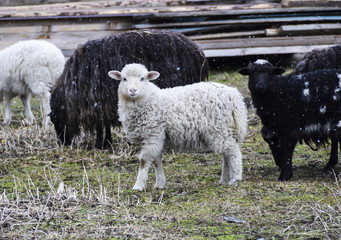 White and black sheep  