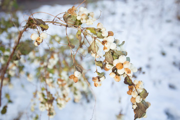 White berries on the snow background.