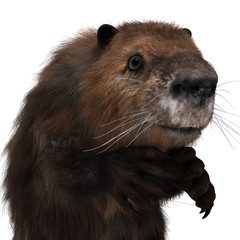 3D Rendering Beaver on White