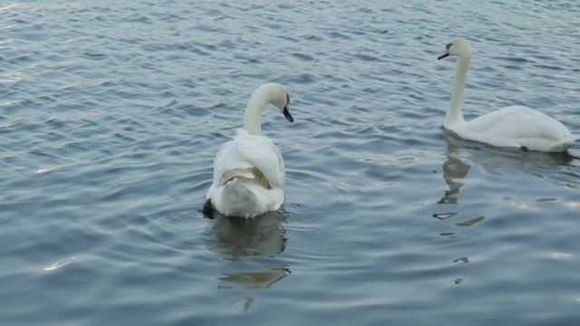 Two pretty white goose swimming on the lake the white goose with long neck and sharp beak in Ireland