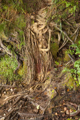 twisted tree roots close-up