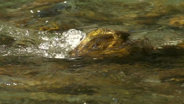 River slowmotion tracking shot