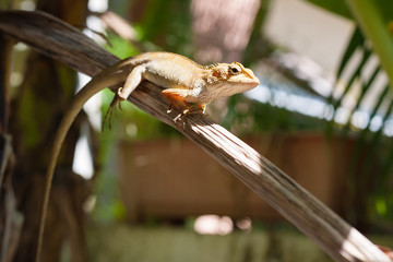 chameleon in nature