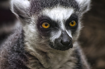 Lemur Portrait