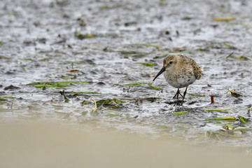 Alpenstrandläufer im Schlichtkleid