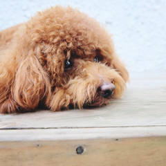 Miniature poodle laying on wooden floor
