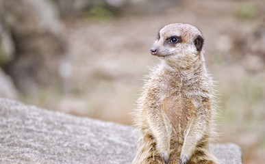 Fototapeta premium Meerkat