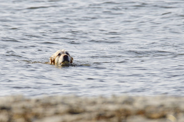 Fototapeta premium Golden Retriever am Strand