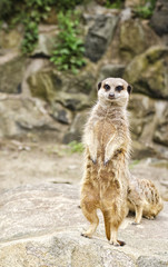 Fototapeta premium Standing Meerkat