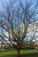 A big tree without leaves 