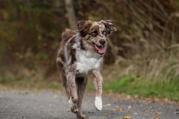 Ein Aussie in Bewegung!