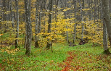 Ride in forest