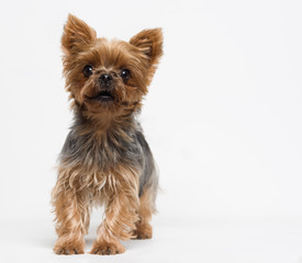 Very cute puppy of the Yorkshire Terrier on white background