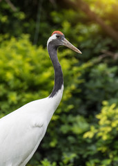 Fototapeta premium Red-Crowned crane