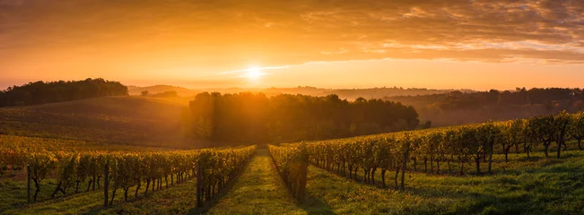 Papier Peint photo Vignoble Vignoble Sunrise - Vignoble de Bordeaux
