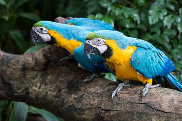 Colourful parrots bird sitting on the perch.
