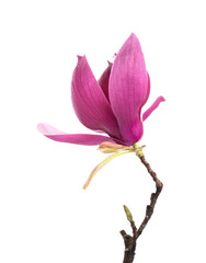 Pink magnolia flowers isolated on white background