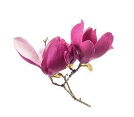 Pink magnolia flowers isolated on white background