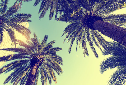 palm tree isolated on white background