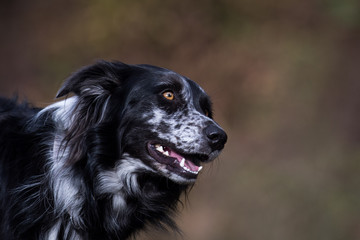 Wunderschöne Aussie Hündin