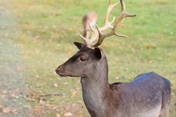 ein junger schwarzer Damhirsch