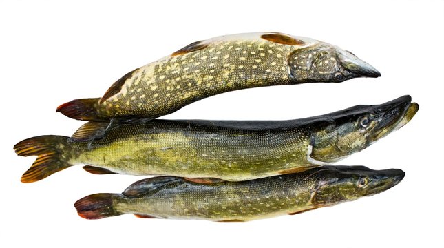 Three pike on a white background