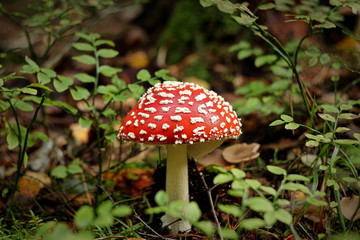Amanita muscaria (fly agaric or fly amanita)