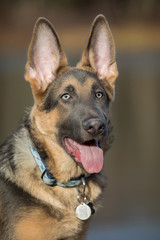 Blue German Shepherd