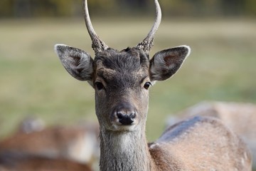 ein ganz junger Damhirsch