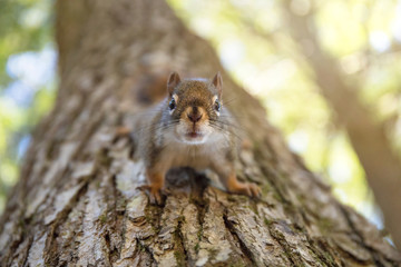 Red Squirrel 