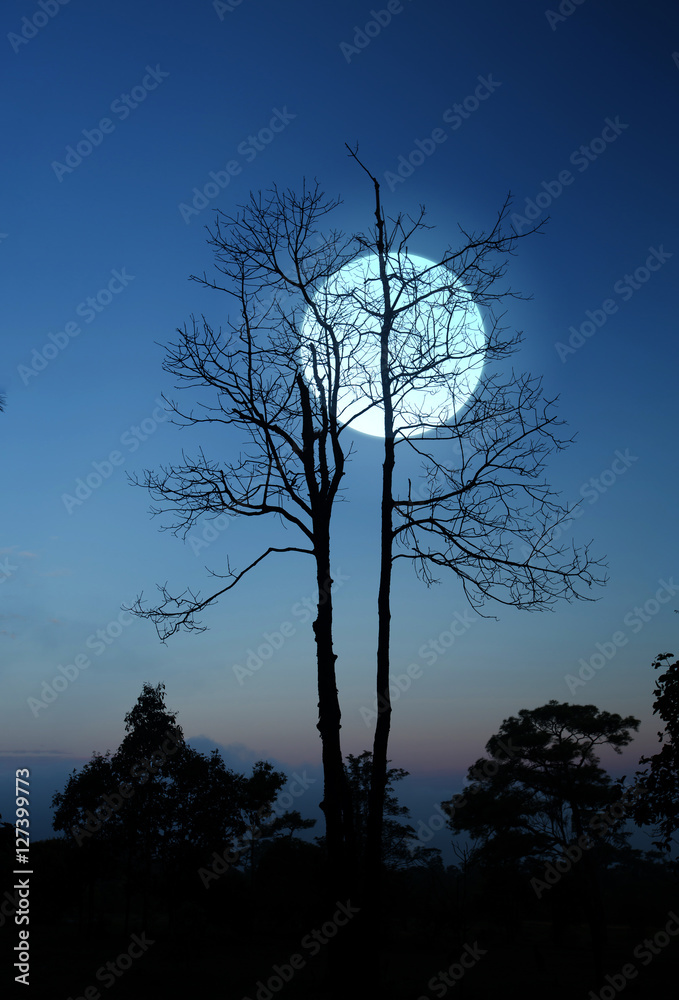 Wall mural super full moon with branches of dead tree at twilight