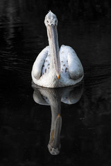 Obraz premium Pelican Bird Reflecting in Dark Water Vertical Composition