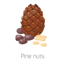 Pile of nuts vector illustration Pine 
