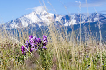 Wildflowers in the Pike National Forest and Pikes Peak