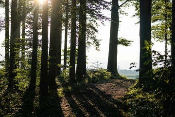 Fototapeta premium forest landscape