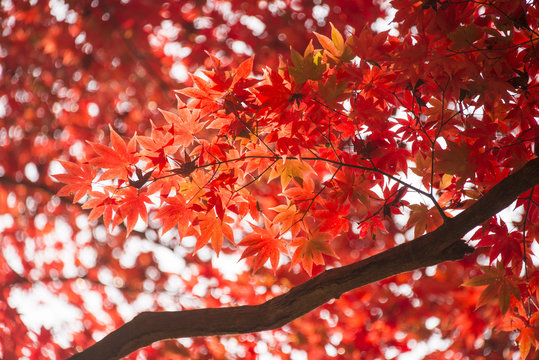 red leaves in autumn. Abstract background.