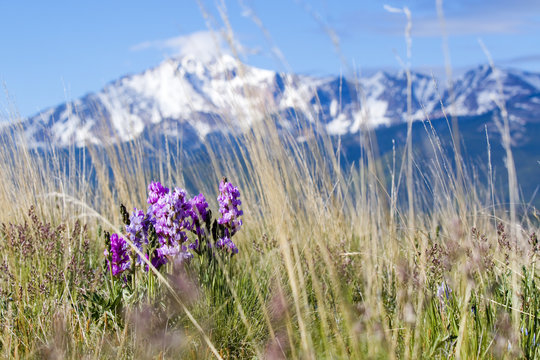 Fototapeta Wildflowers in the Pike National Forest and Pikes Peak