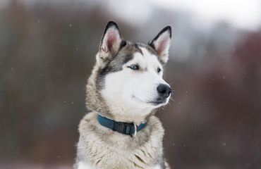 The dog Siberian husky in the winter