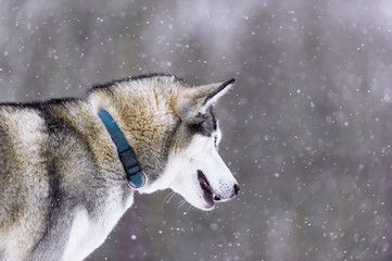 The dog Siberian husky in the winter