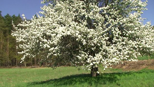 Blütenpracht am Birnenbaum im Wind