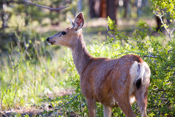Mule Deer in the Pike National Forest