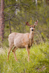 Mule Deer in the Pike National Forest