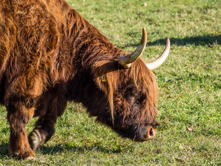 Schottisches Hochlandrind auf einer Wiese