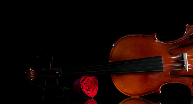  Violin and rose, Violin orchestra musical instruments
