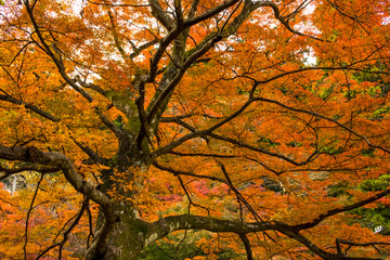 Fall Color Leaves at Yoro Waterfall in Gifu, Japan, November, 20