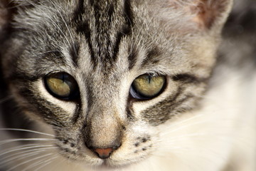 Kitten head and eyes