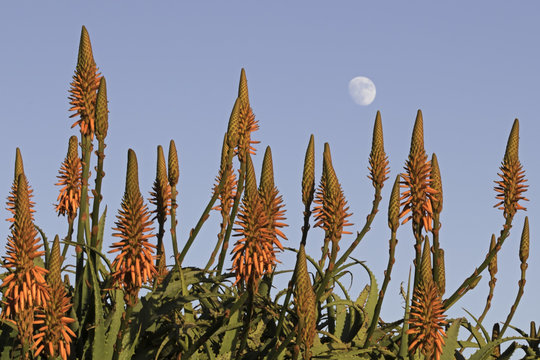 Flower blooms oif beach aprk succulents with moon in the background