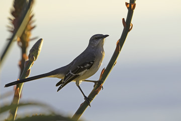 Mocking bird at Laguna Beach park perch