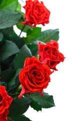 beautiful red rose