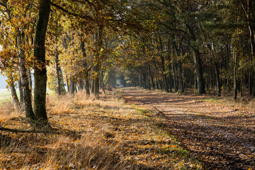 Obraz premium Weg durch sonnigen Herbstwald